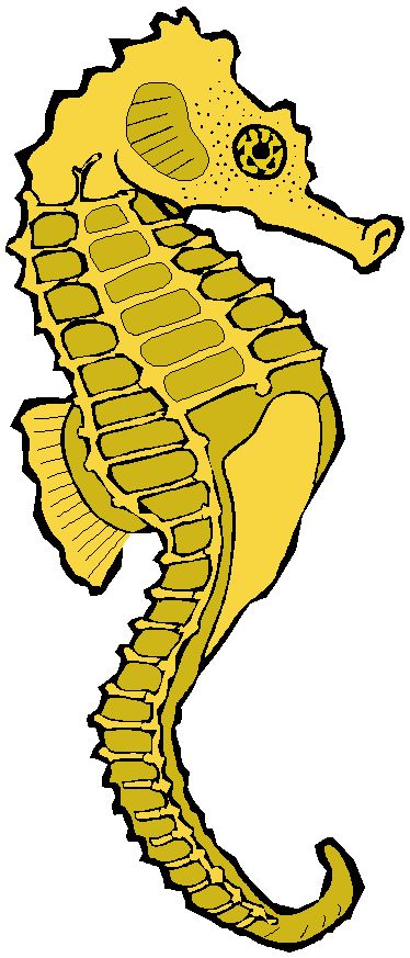 Seahorse clip art free free clipart images 5 - Clipartix