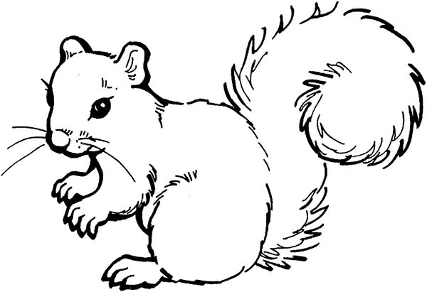 squirrel outline Gallery