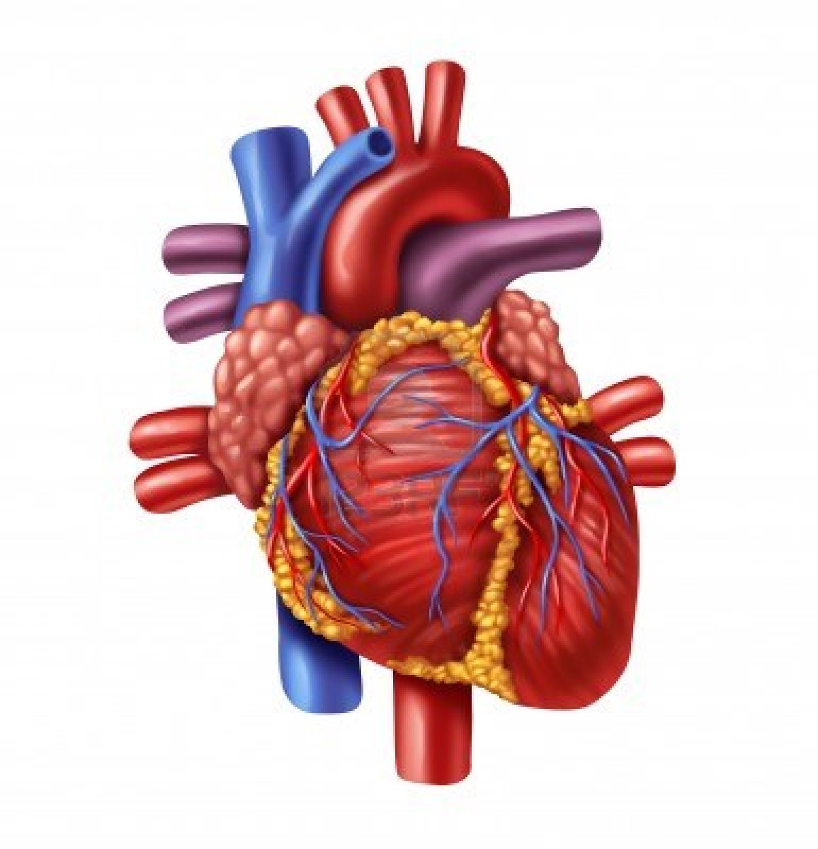 Heart Anatomy Clipart