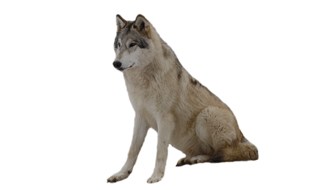 Wolf PNG image, free picture download