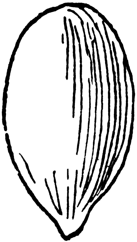 Seed Clip Art