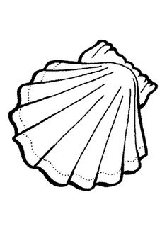 Seashell drawings, Clams and Scallops