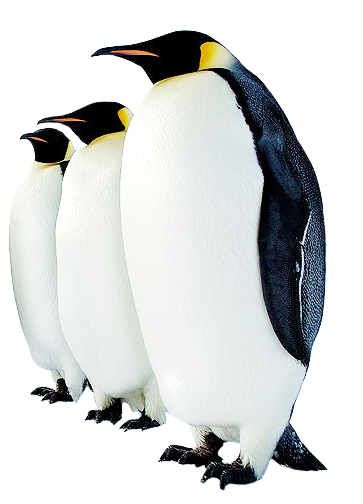 Funny Penguin Clip Art