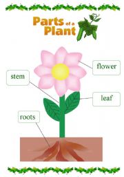Parts Of A Plant For Kids - Free Clipart Images