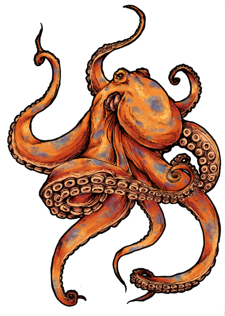 Octopus Tattoo Designs - ClipArt Best