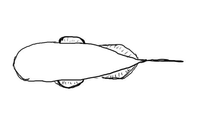 Tracy Torteli 3D Animation: A fishy story