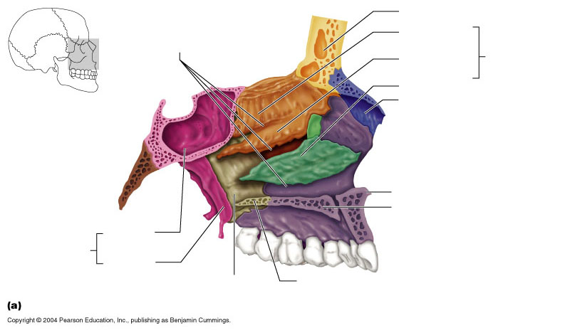 Axial skeleton