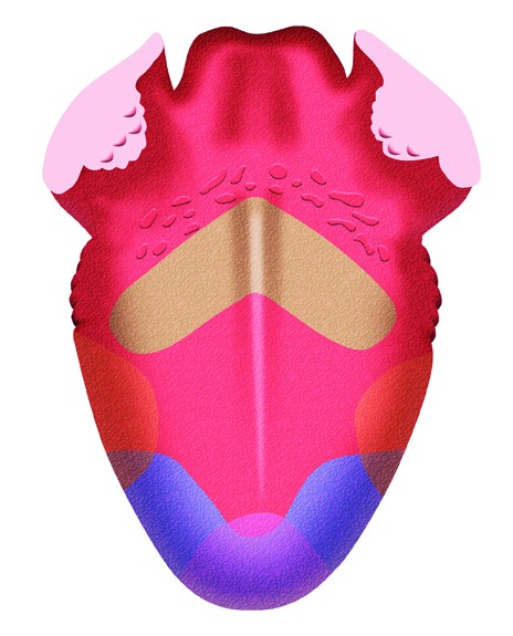 Tongue taste map - Free Clip Art - DK Books