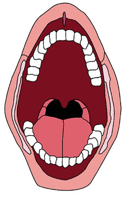 Mouth
