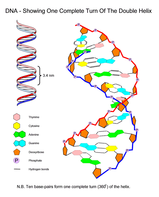 Virus Diagram Labeled - ClipArt Best