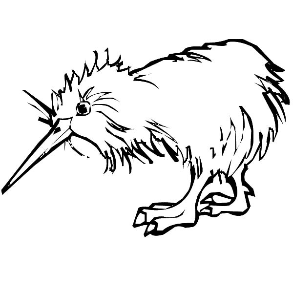 Kiwi Bird Walking Aroung Coloring Pages: Kiwi Bird Walking Aroung ...