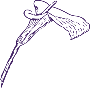 Calla Lily Clipart