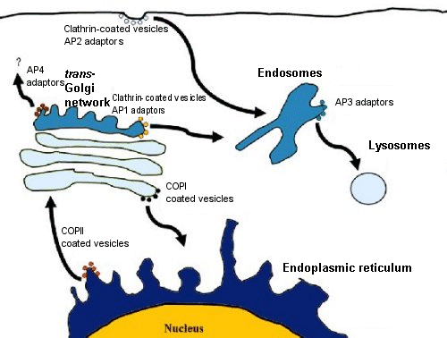 Receptor-mediated endocytosis by clathrin-coated v ...