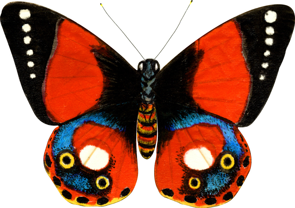 Silk Indian Red Butterfly - New Tech Kites