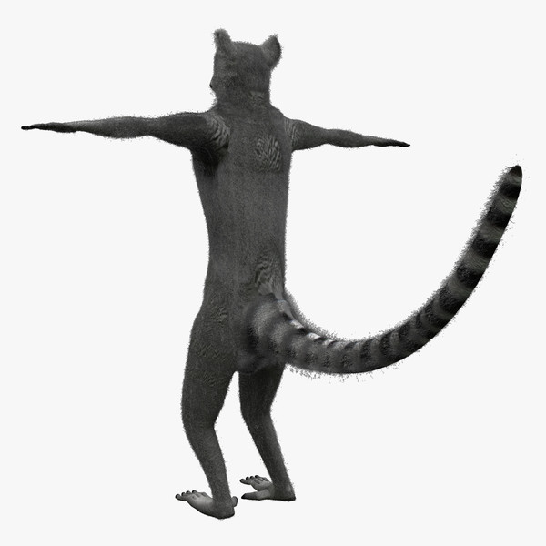 ring tailed lemur ma