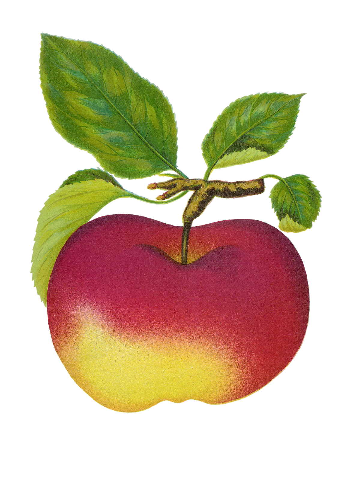 Apple Clip Art | clip art, clip art free, clip art borders, clip ...