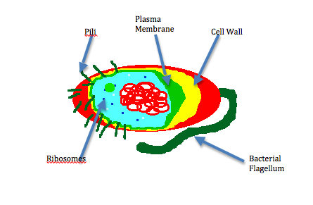 mrswolfgang - Snyder-Carlson Learning About Cells