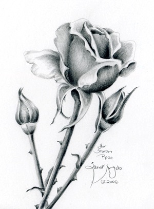 Imgs For > Cool Roses Drawings In Pencil