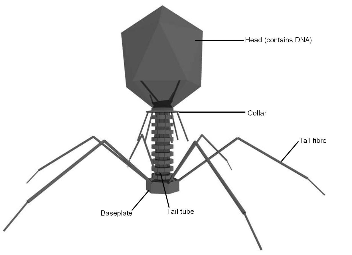 Virus_Tech