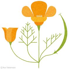 Drawings, Botanical drawings and Google