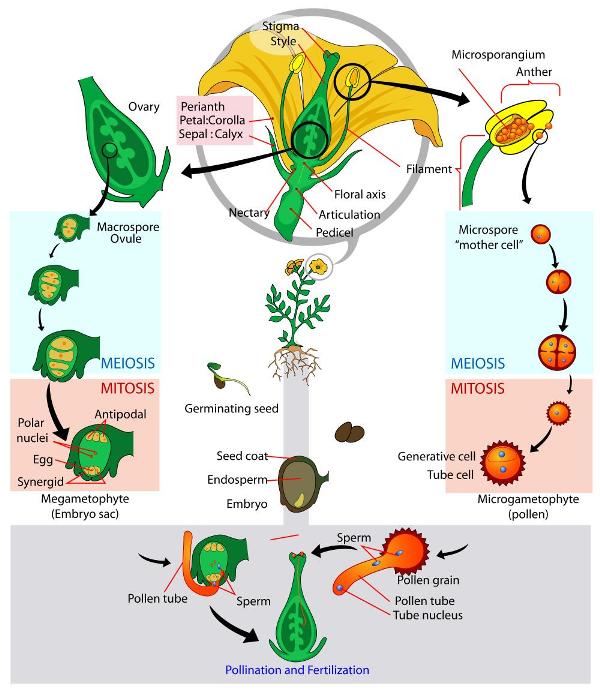 Biology for Kids: Flowering Plants