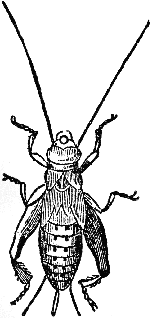 Cricket Insect Clipart Black And White