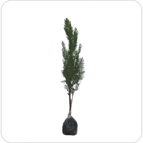 Pohon Cemara Kipas - bibiteksotic.id