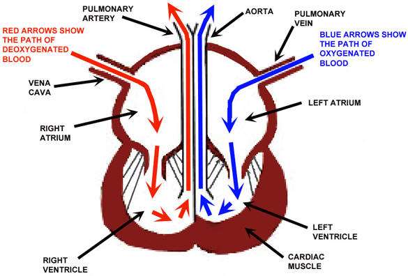 Simple Diagram Of Blood Flow Through The Heart - AoF.com