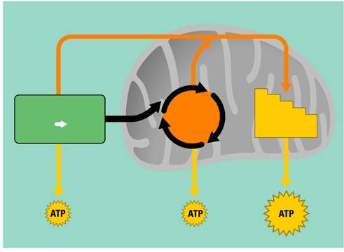 Cellular Respiration: Harvesting Chemical Energy