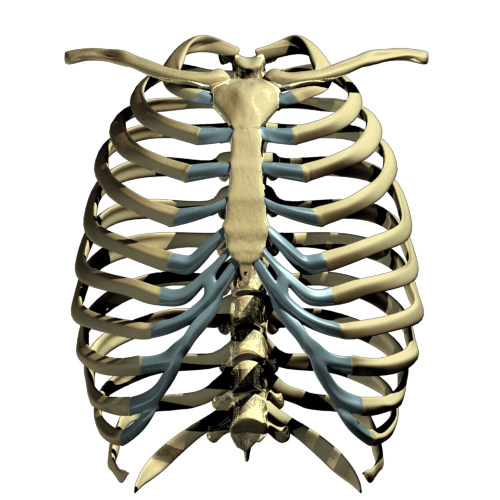 Rib Cage PNG Transparent Images | PNG All