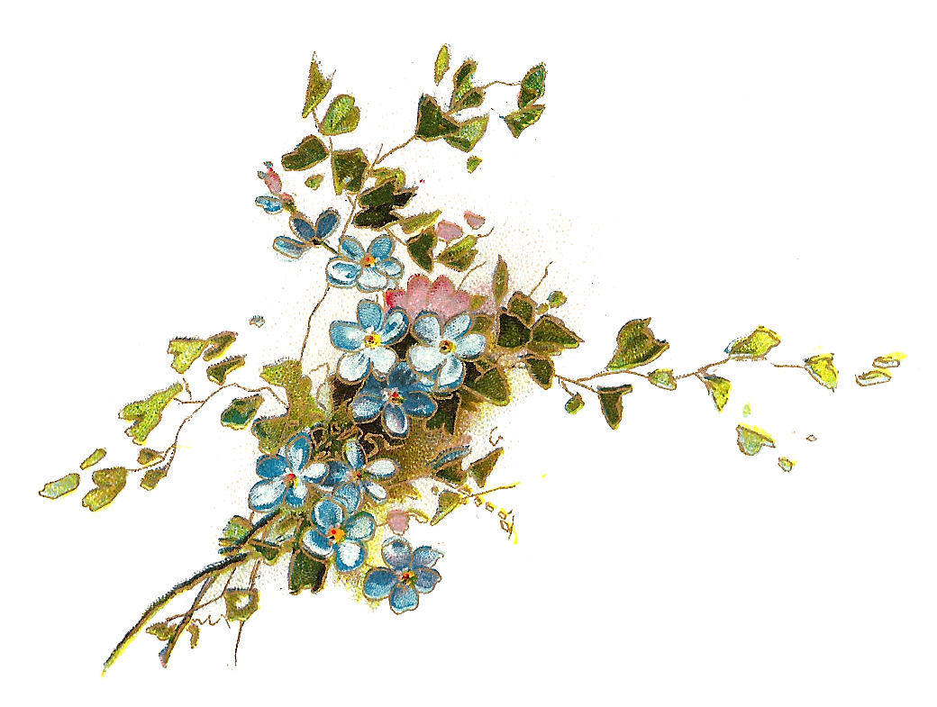 Antique Images: Free Flower Clip Art: Vintage Image of Forget-Me ...