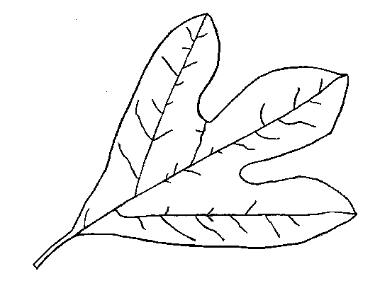 Education World: Fall Lesson: Make Leaf Suncatchers