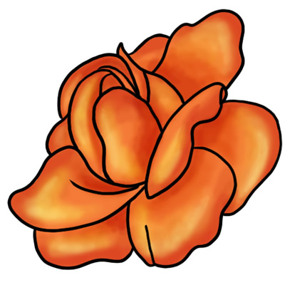 orange rose