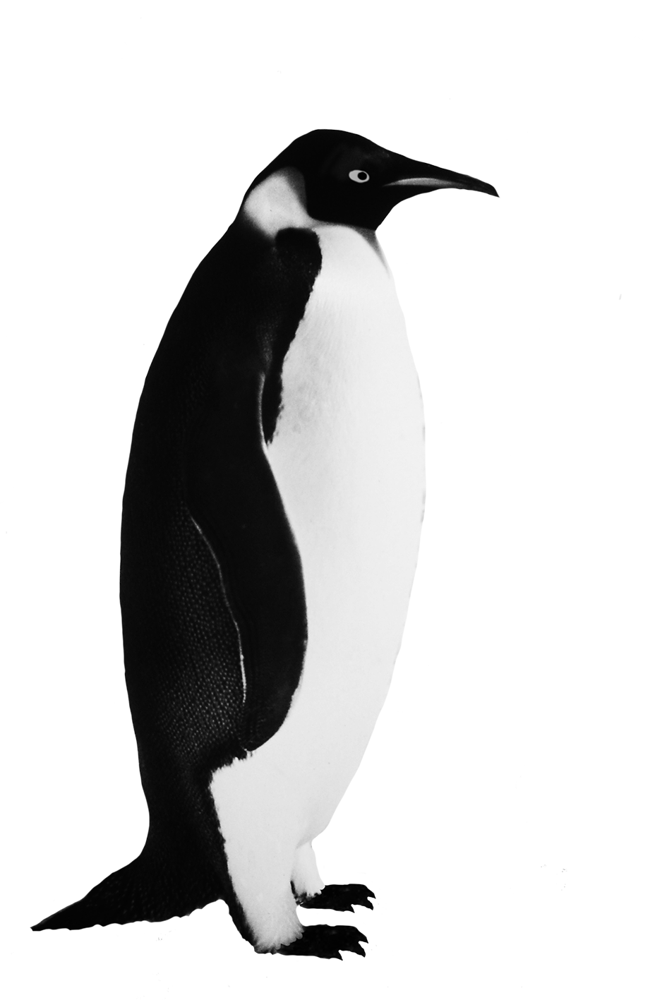 Funny Penguin Clip Art