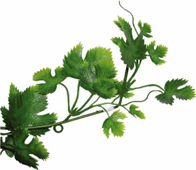 Pictures Of Grape Leaves - ClipArt Best