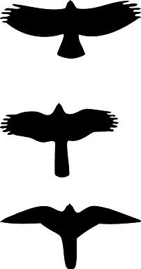 HawkWatch Update Archive - 2007 - Acadia National Park (U.S. ...