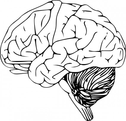 Brain clip art Vector clip art - Free vector for free download