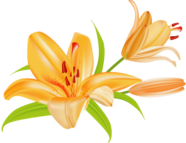 Lily Flower Clipart