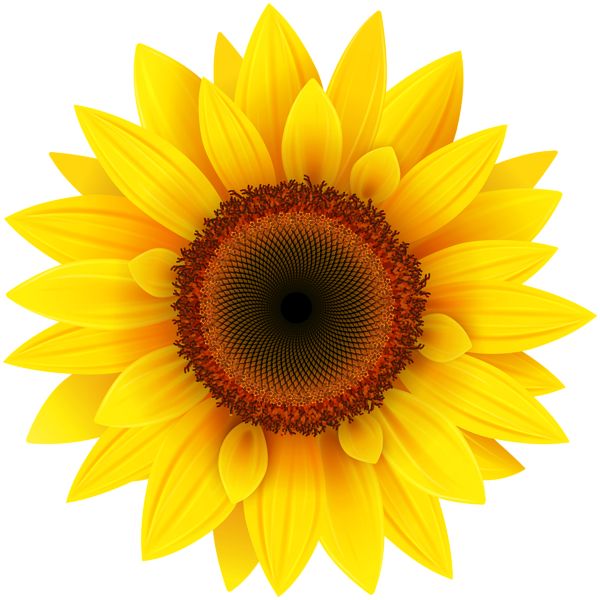 1000+ images about Flowers