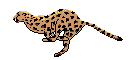 cheetah.gif