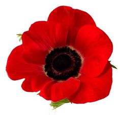 California Poppy Tattoo - ClipArt Best