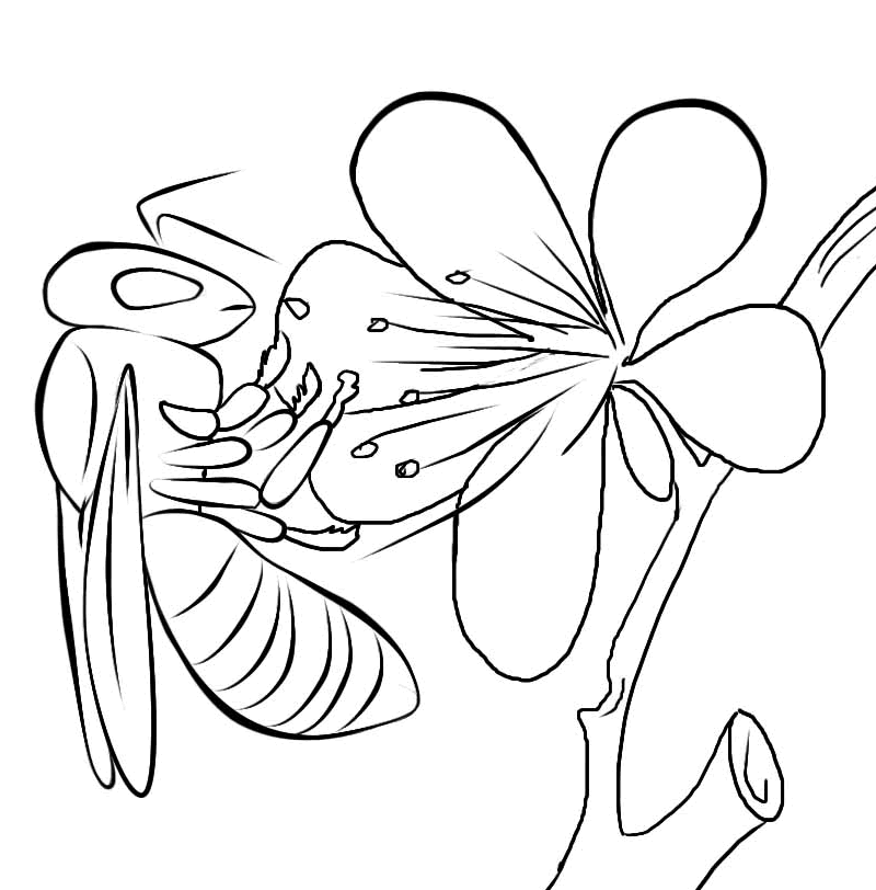 Honey Bee Coloring Page - AZ Coloring Pages