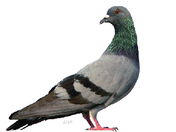 Animation Bundle: Bird Animations Birds Gifs and Birds Clipart All ...