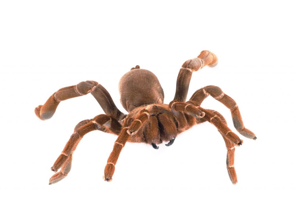 Motherfucking tarantula on a motherfucking plane / Boing Boing