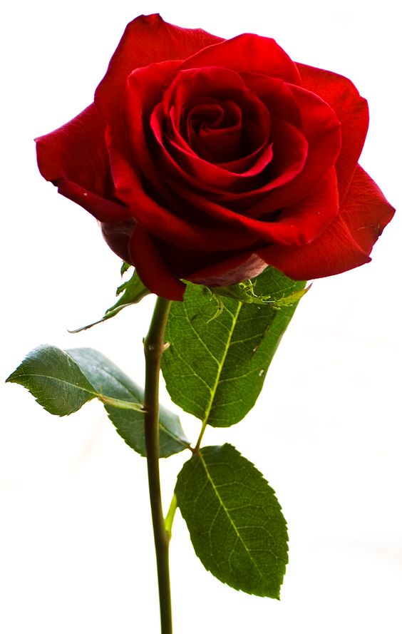 Stems, Roses and Red