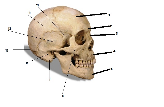 8 cranial bones of the skull f--f.info 2017