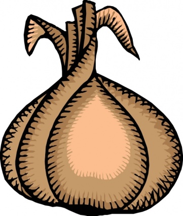 Onion clip art - Download free Other vectors