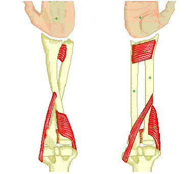 1000+ images about anatomy and use of the hand and arm