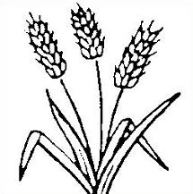 Free Wheat Clipart