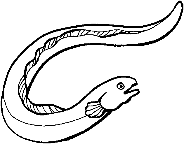 Eel Black And White Clipart